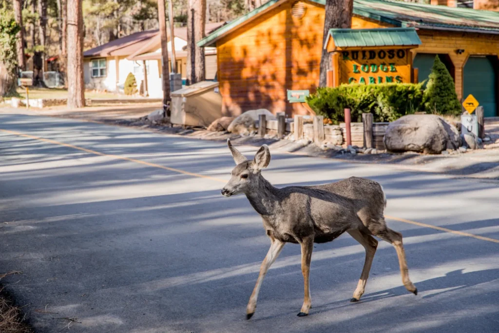 Deer crossing a road in front of rustic cabins in a wooded area.